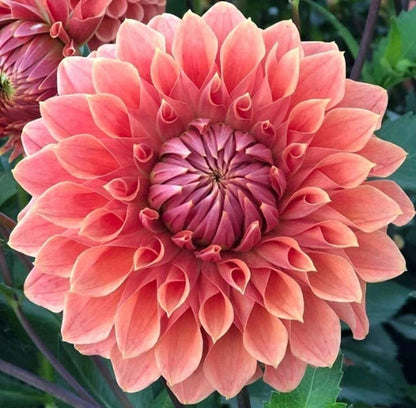 Dahlia Exotic Mix – Colorful Flower Seeds