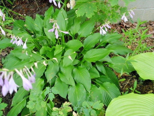 Royal Standard Hosta Shade Perennial Flower Seeds