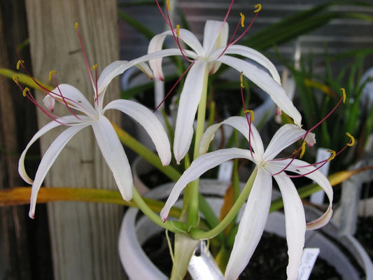 Crinum Lily Loddigesianum – Garden Flower Seeds for Planting
