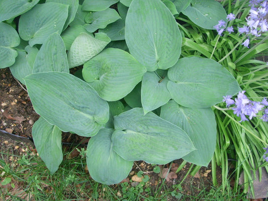 Hosta Love Pat Frosty Blue Leaves Perennial Flower Seeds