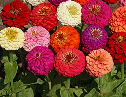 Dahlia Flowered Mix Zinnia Colorful Wildflower Garden Seeds
