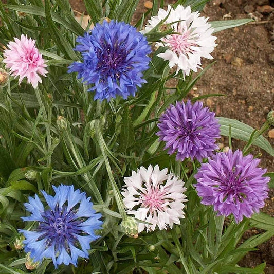 Mixed Bachelor Button Cornflower – Colorful Wildflower Garden Seeds