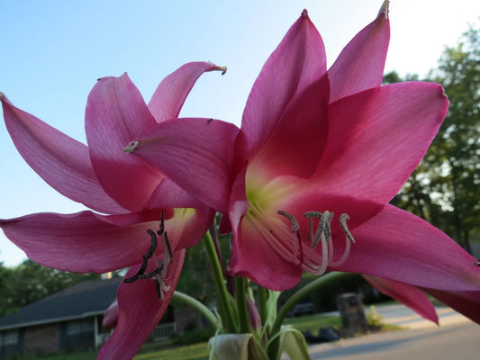 Crinum Lily Mrs – Garden Flower Seeds
