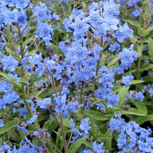 Cynoglossum Amabile Seeds Chinese Forget Me Nots Blue Showers Hounds Tongue Flower Seeds for your garden