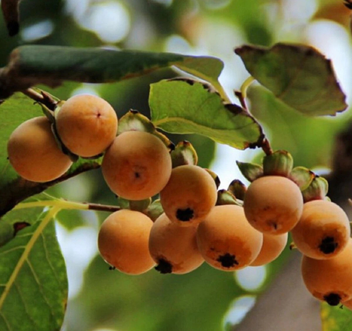 Date Plum Persimmon Diospyros Lotus Healthy Edible Fruit Tree – Fruit – Product Image