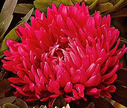 Aster Paeony Duchess Scarlet Callistephus Chinensis – Dwarf Garden Flower Seeds