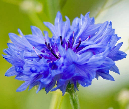 Cornflower Blue Dwarf Centaurea Cyanus – Colorful Wildflower Seeds