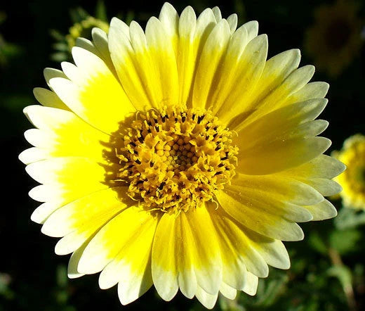 Tidy Tips Layia Platyglossa – Garden Flower Seeds