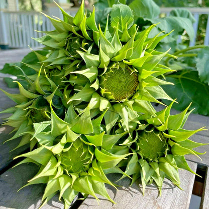 Sunfill Green Double Sunflower Helianthus Annuus – Large Bloom Flower Seeds