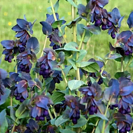 Honeywort Cerinthe Major Purpurascens Colorful Garden Flower Seeds