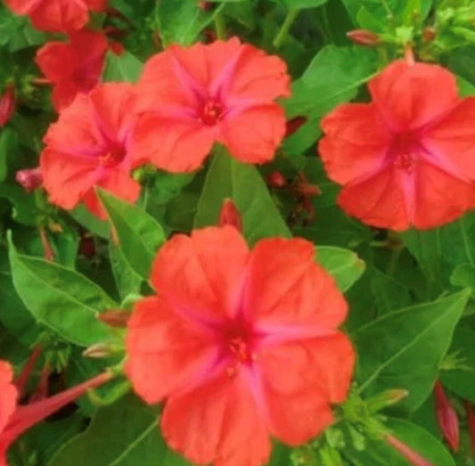 Red Four OClock Mirabilis Jalapa Colorful Garden Flower Seeds