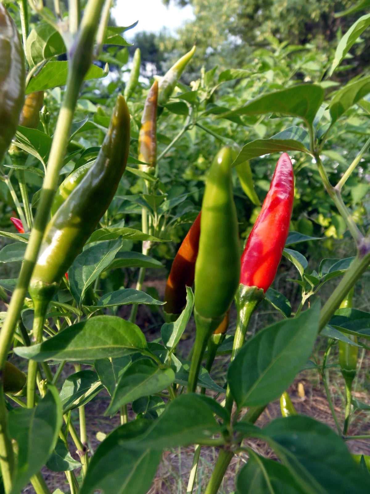 Thai Dragon Pepper – Spicy Vegetable Garden Seeds