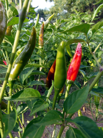 Thai Dragon Pepper – Spicy Vegetable Garden Seeds