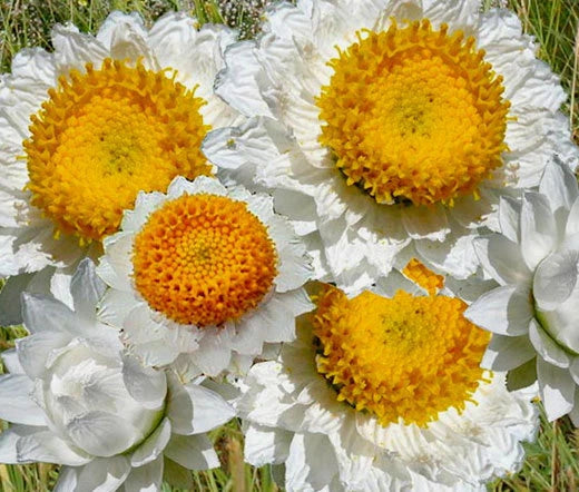 Ammobium Alatum Grandiflorum – Hardy Perennial Garden Flower Seeds