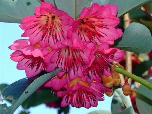 Rhodoleia Championii – Flowering Shrub Tree Seeds