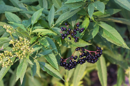 Elderberry Seeds