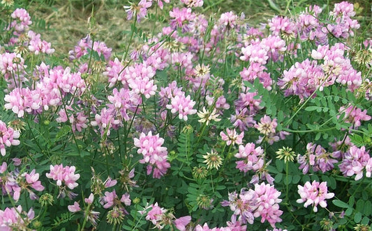 Coronilla Varia Crown Vetch Hardy Ground Cover Vine Seeds