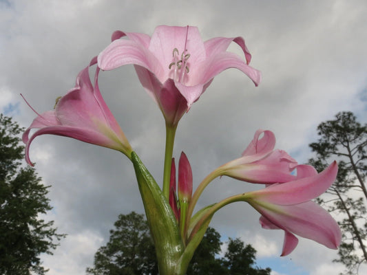 Crinum Lily Heartbreaker – Garden Flower Seeds