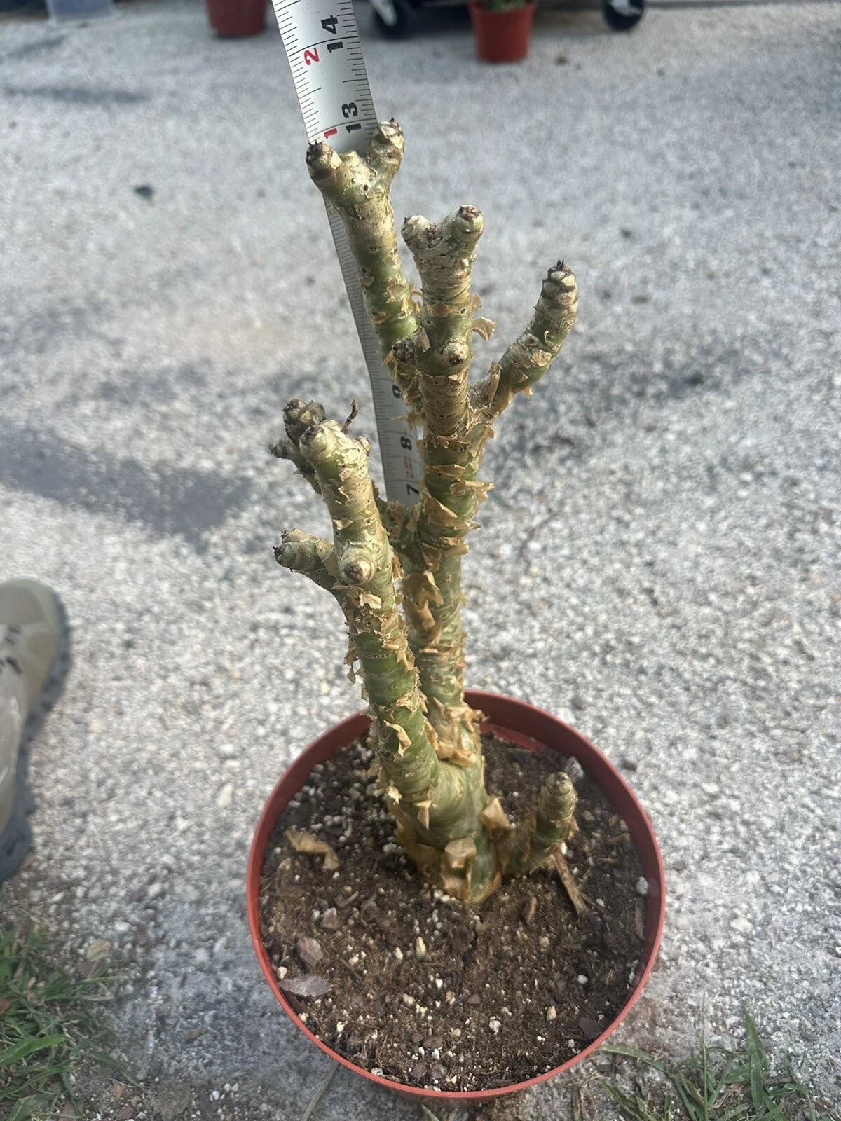 Tylecodon Paniculatus – Succulent Butter Tree Garden Seeds