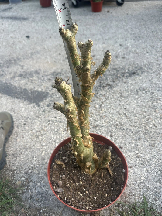 Tylecodon Paniculatus – Succulent Butter Tree Garden Seeds