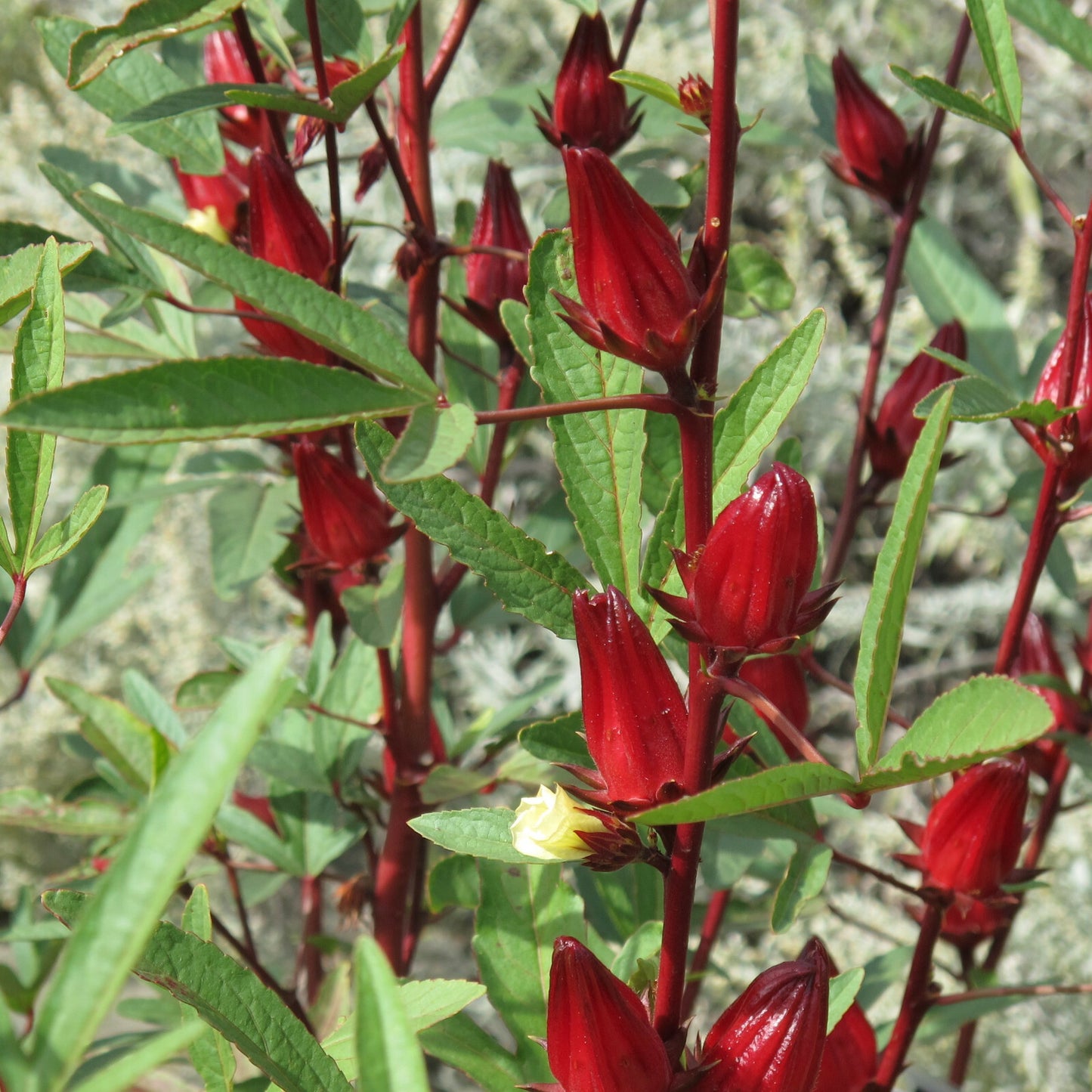 Roselle Hibiscus Sabdariffa – Red Sorrel Herb Seeds