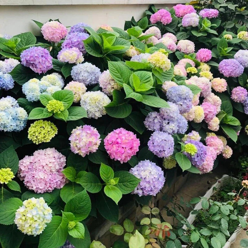 Pcs Hydrangea Seeds – Garden Flower Seeds for Planting