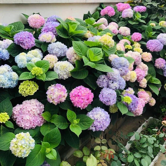 Pcs Hydrangea Seeds – Garden Flower Seeds for Planting