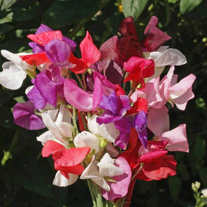 Royal Family Sweet Pea Mix – Hardy Climbing Flower Seeds