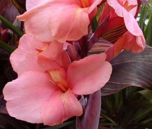 Canna Canna x Generalis – Salmon Pink Flower Seeds