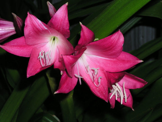 Crinum Lily Ellen Bosanquet Large Blooming-size Bulb - Flower Seeds