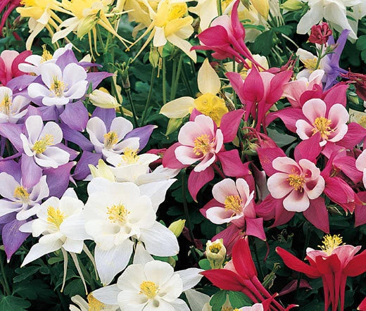 Columbine Mixed Colors Aquilegia Caerulea – Perennial Garden Flower Seeds