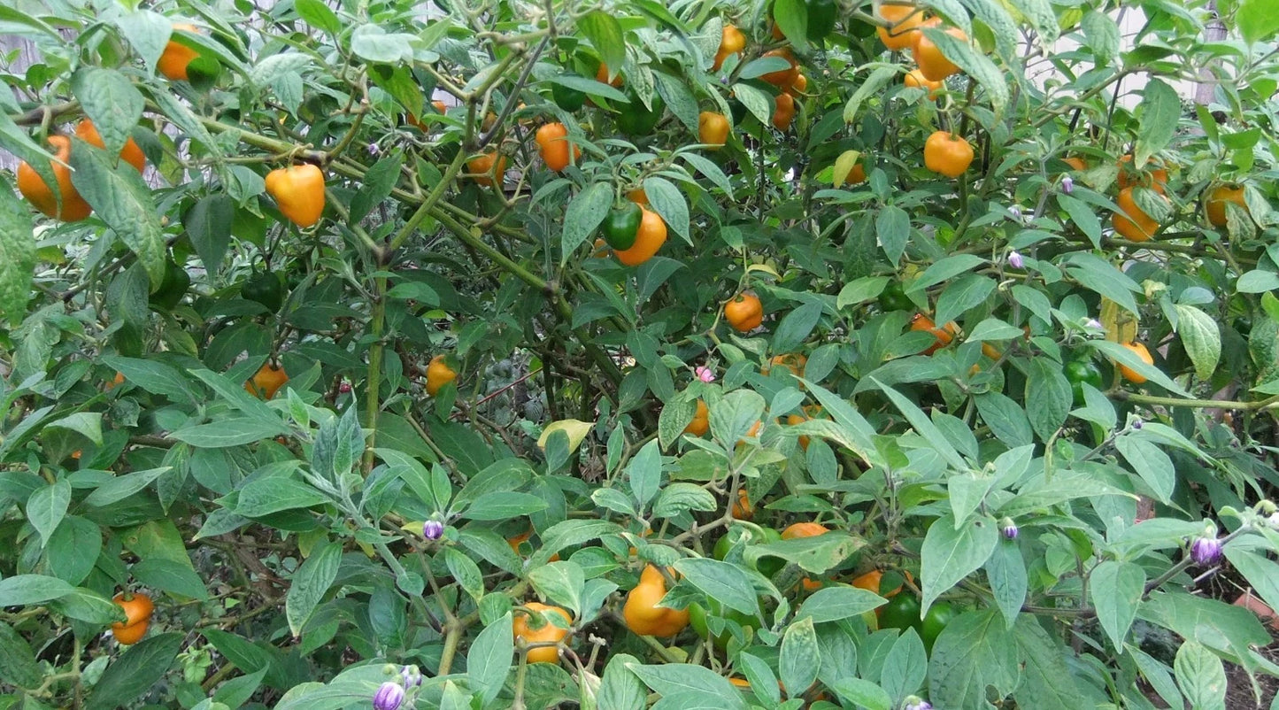 Manzano Orange Pepper – Hot Culinary Vegetable Seeds