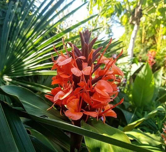 Hedychium Deceptum Rubrum Cold Hardy Red Ginger Lily Seeds