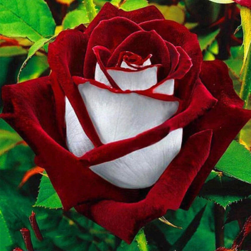 Tree Rose White and Red Perennial Flower Seeds