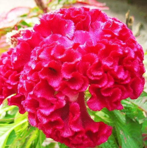Magenta Celosia Colorful Garden Cockscomb Flower Seeds
