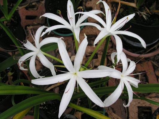 Crinum Lily Americanum – Garden Flower Seeds for Planting
