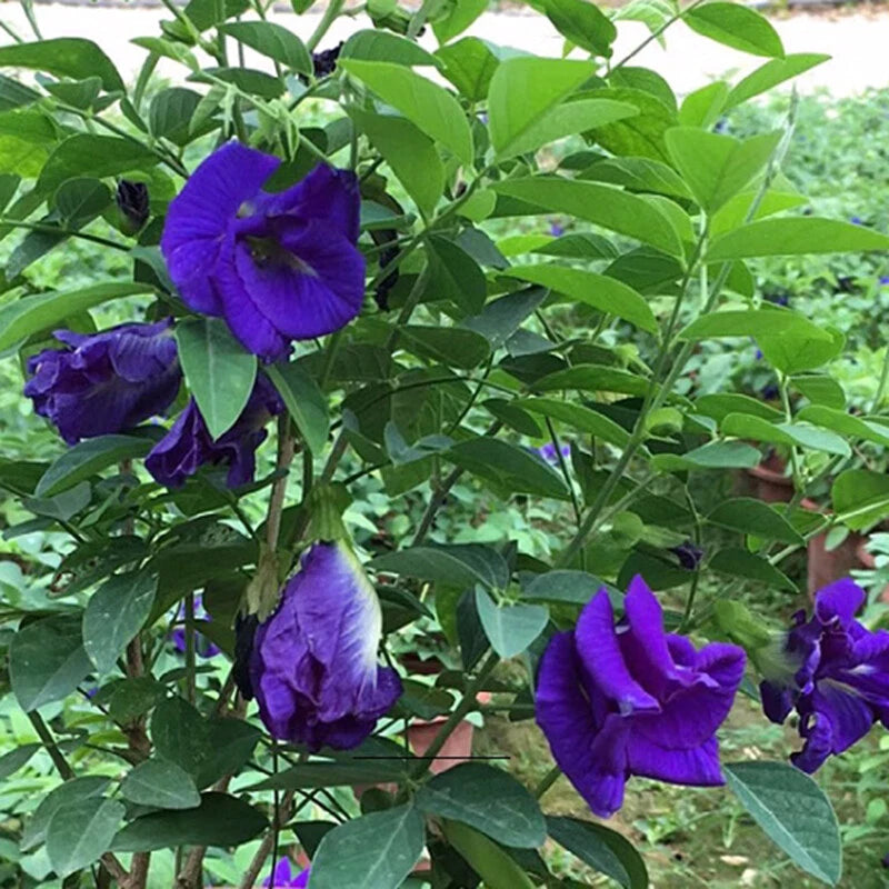 Blue Butterfly Pea Clitoria Ternatea – Flower Vine Seeds