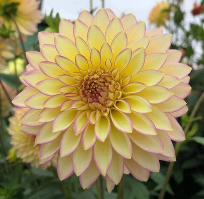 Dahlia Flower Seeds