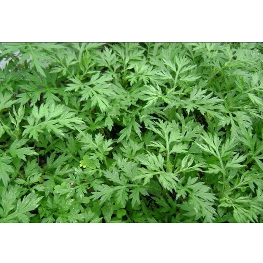 Wormwood Artemisia Princeps – Herb Garden Seeds