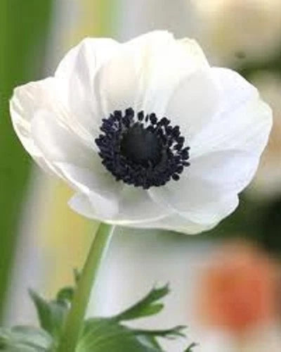 White Anemone Flower – Perennial Flower Seeds for Planting