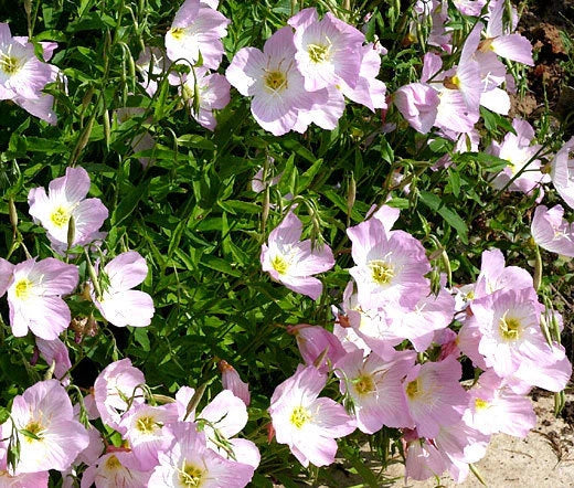 Showy Evening Primrose Oenothera Speciosa – Perennial Garden Flower Seeds