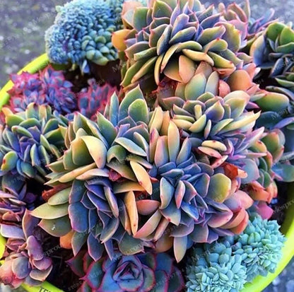 Japanese Succulents – Garden Flower Seeds for Planting