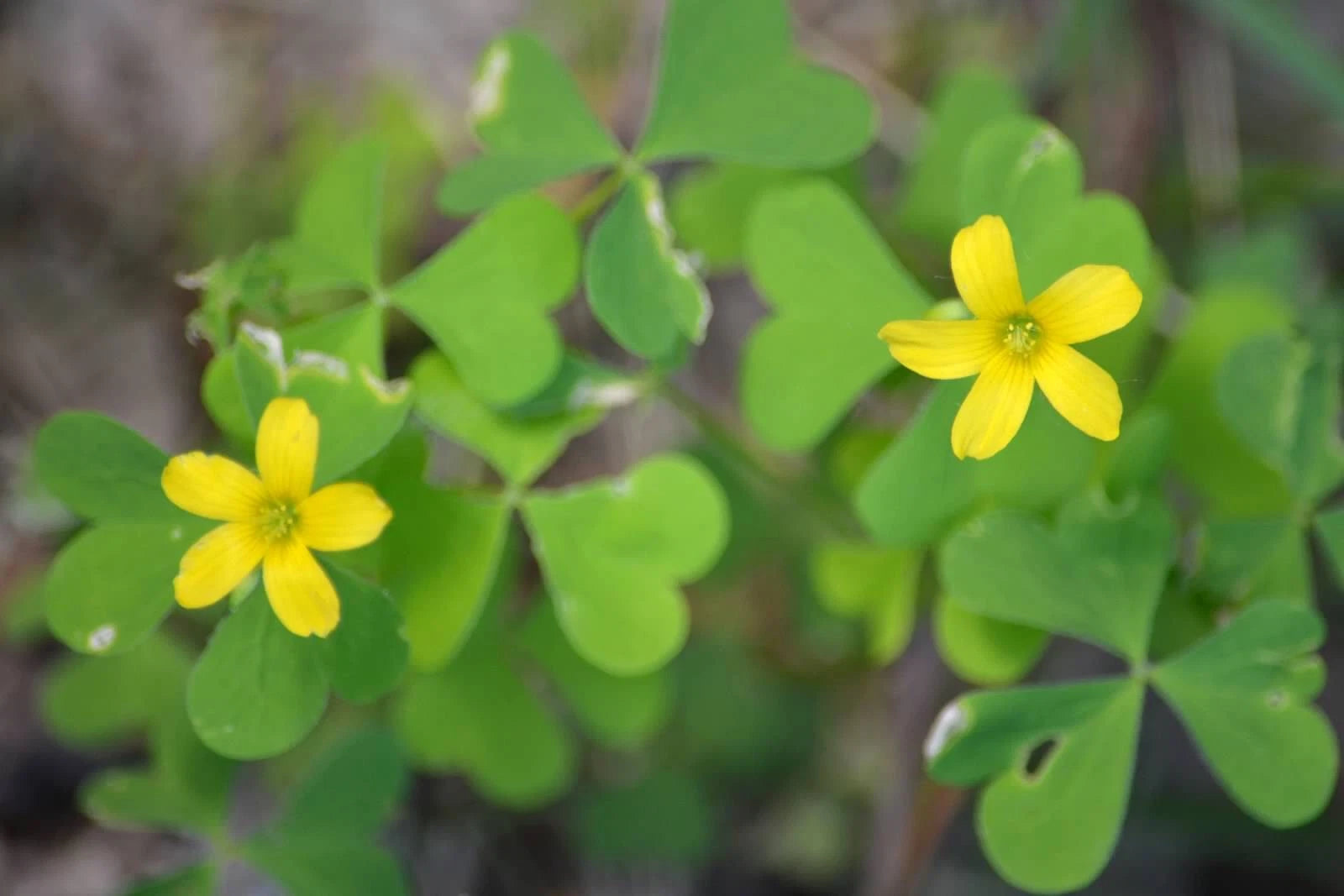 Yellow Wood Sorrel Oxalis Stricta Perennial Herb and Flower Seeds