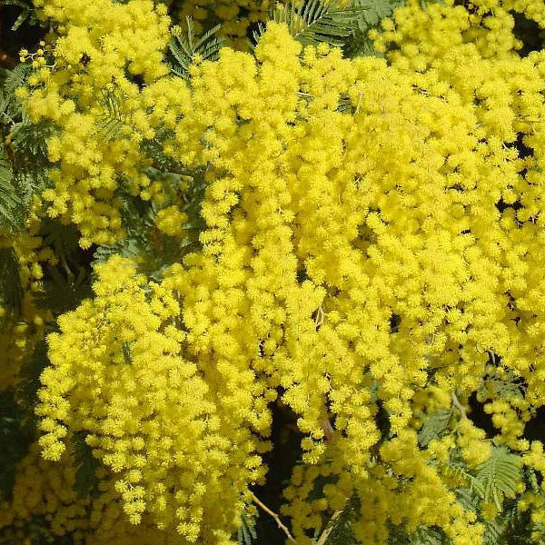 Acacia Dealbata Fragrant Silver Wattle Tree Shrub Seeds