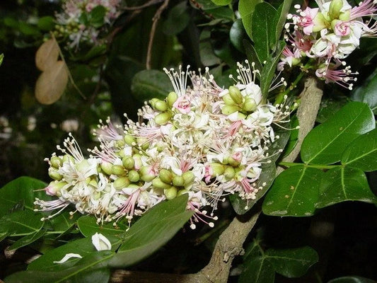 Schotia Latifolia Flowering African Tree Seeds