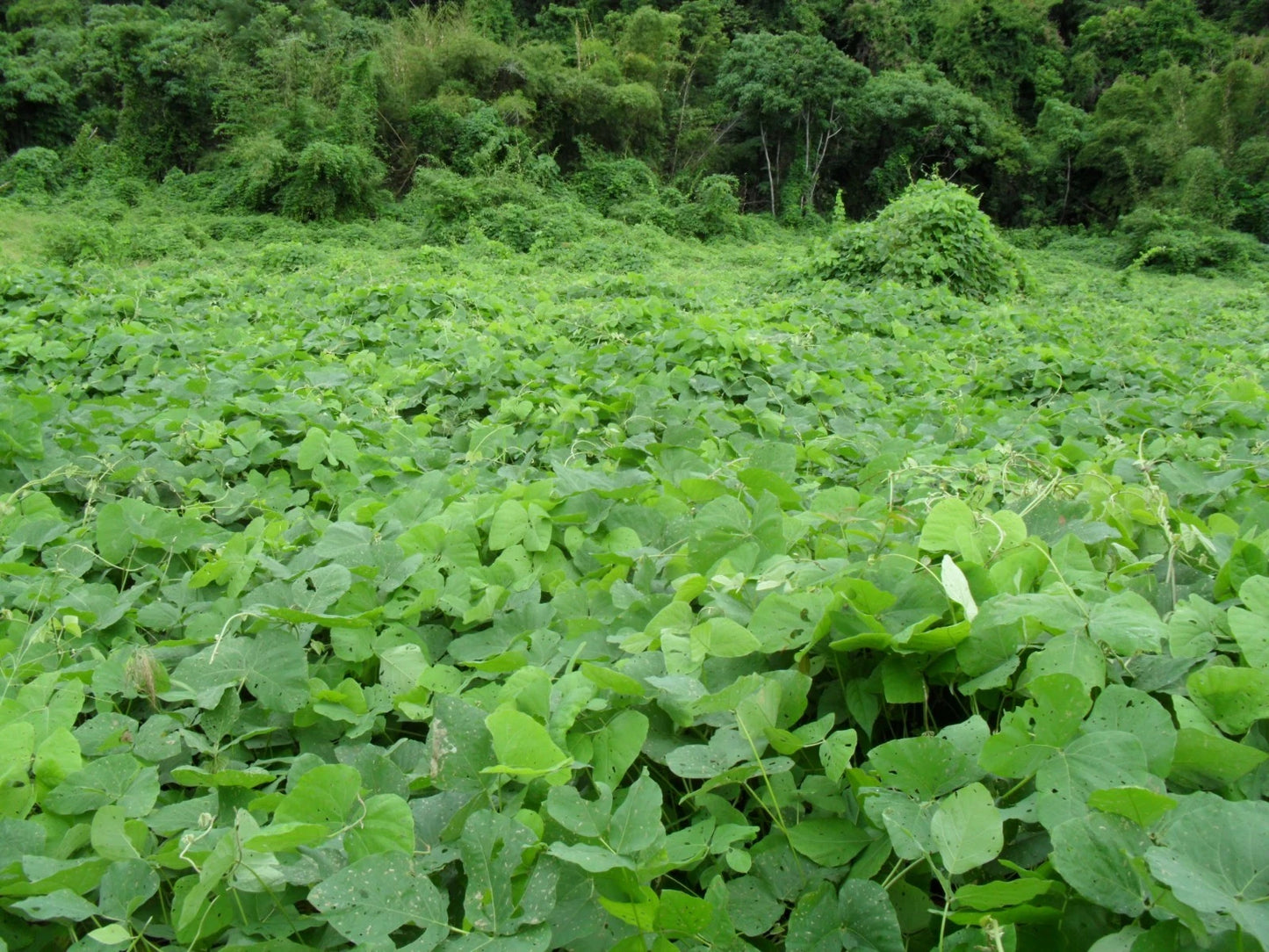 Mucuna Pruriens Vine Seeds Velvet Bean Molted Strain No Itch L Dopa – Garden Vegetable Seeds