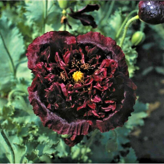 Black Tree Peony Paeonia Suffruticosa – Perennial Flower Seeds