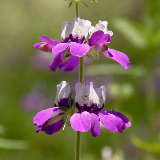 Chinese Houses Dicentra Spectabilis – Perennial Garden Flower Seeds