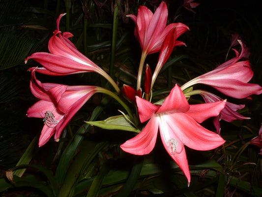 Crinum Lily Magenta – Garden Flower Seeds
