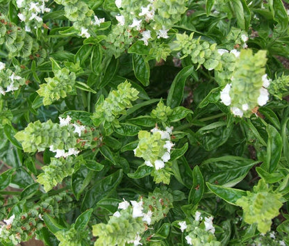 Basil Sweet Genovese Ocimum Basilicum – Culinary Herb Vegetable Seeds